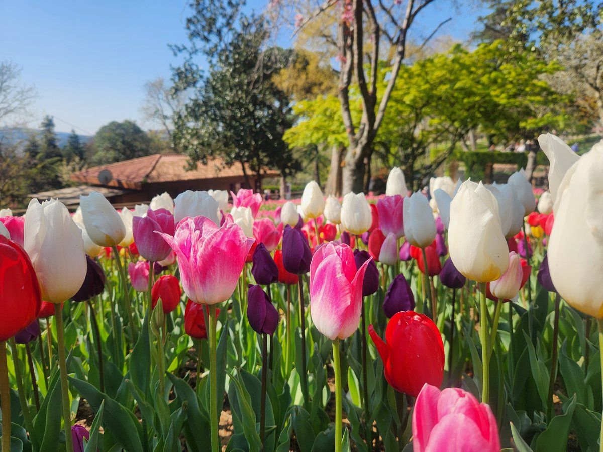 Tulipes multicolores dans un parc d'Istanbul au printemps